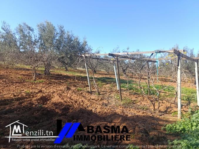 Une ferme à vendre située à kalaa kbira bourra