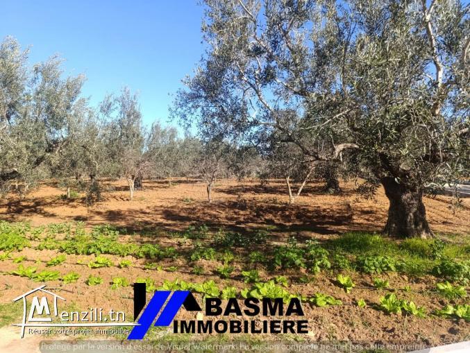Une ferme à vendre située à kalaa kbira bourra