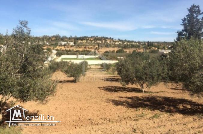 Terrain de 2500 m² à vendre à 270 MD à Hammamet Sud 51355351