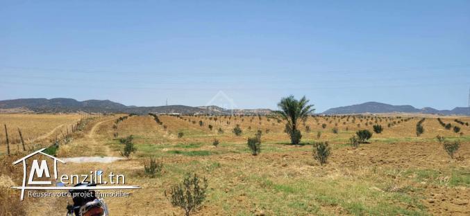 Terrain de 6.5 hectares avec une maison à vendre à Hammamet Sud51355351