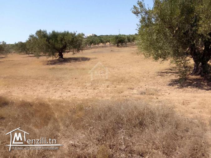 Terrain de 1000 m² à Hammamet Sud à vendre à 60 MD 51355351