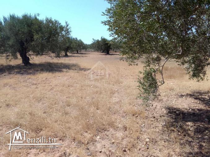 Terrain de 1000 m² à Hammamet Sud à vendre à 60 MD 51355351