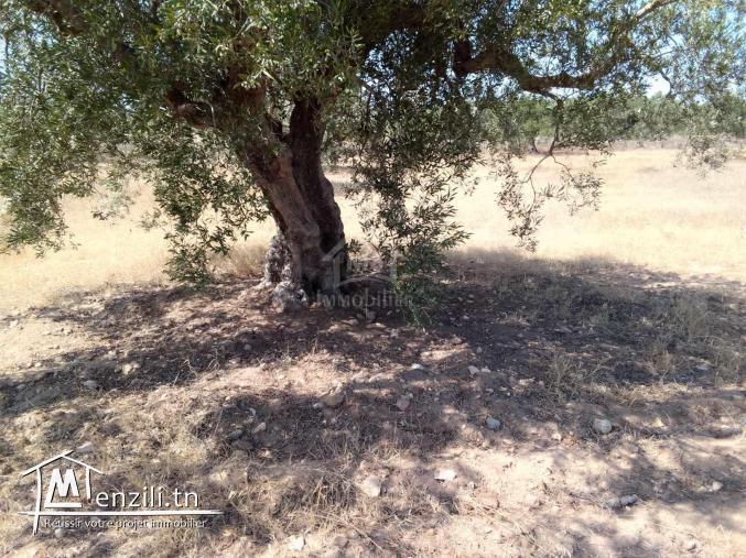 Terrain de 1000 m² à Hammamet Sud à vendre à 60 MD 51355351