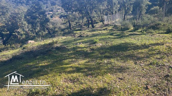 أرض للبيع في بني مطير