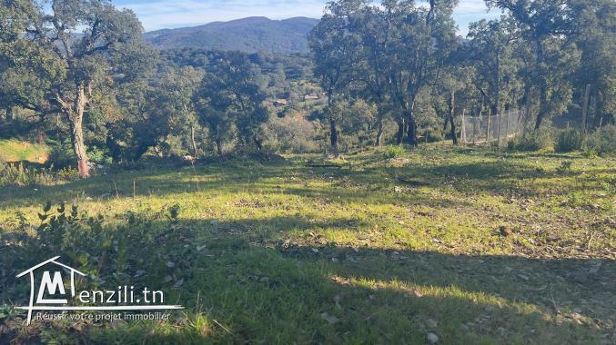 أرض للبيع في بني مطير