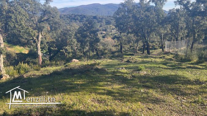 أرض للبيع في بني مطير