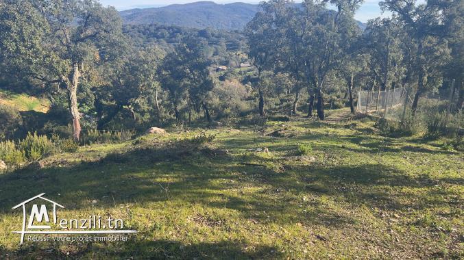 أرض للبيع في بني مطير