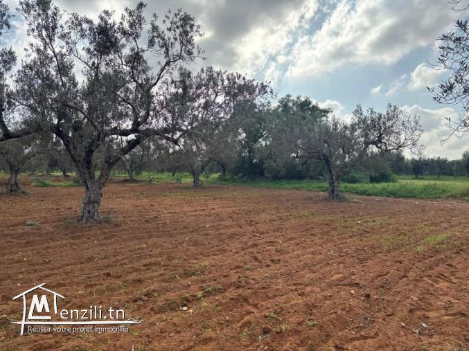 Terrain de 1179 m²à vendre à hammamet