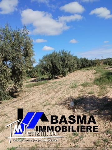 Une ferme à vendre située à kalaa kbira kondar