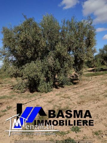 Une ferme à vendre située à kalaa kbira kondar