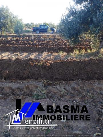 Une ferme à vendre située à kalaa kbira kondar