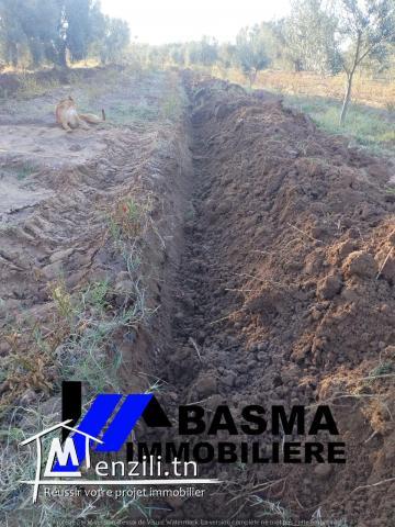 Une ferme à vendre située à kalaa kbira kondar