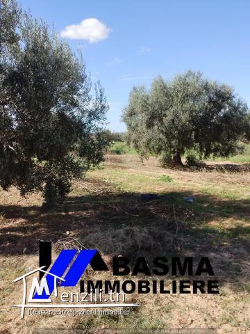 Une ferme à vendre située à kalaa kbira kondar