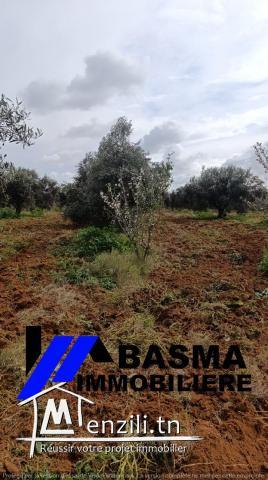 Une ferme de deux hectares et 1000m² à vendre située à kalaa kbira bourra