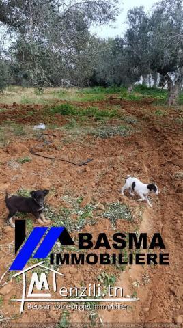 Une ferme de deux hectares à vendre située à kalaa kbira bourra