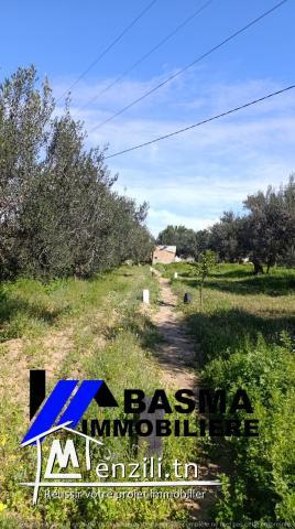 Une Senia à vendre situé à sidi bou ali Prés kiosque agil