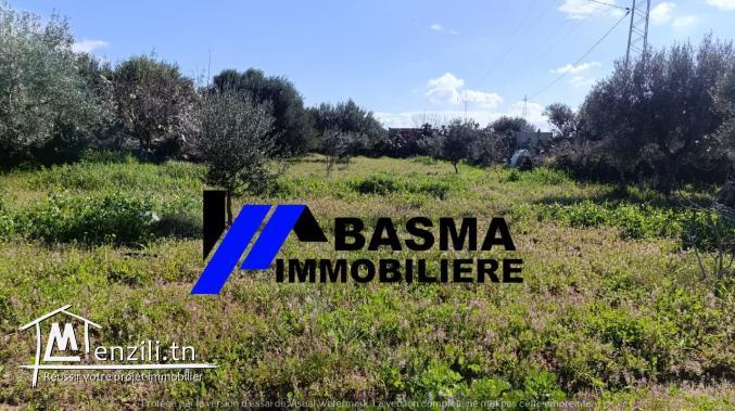 Une Senia à vendre situé à sidi bou ali Prés kiosque agil