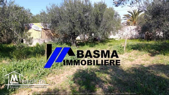 Une Senia à vendre situé à sidi bou ali Prés kiosque agil