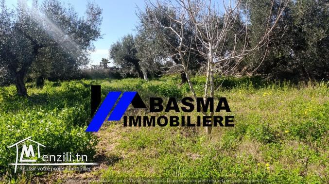 Une Senia à vendre situé à sidi bou ali Prés kiosque agil