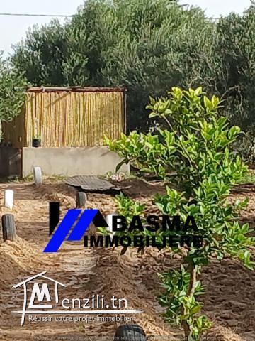 Une Senia à vendre situé à sidi bou ali Prés kiosque agil