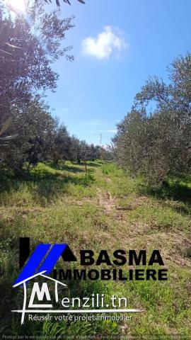 Une Senia à vendre situé à sidi bou ali Prés kiosque agil