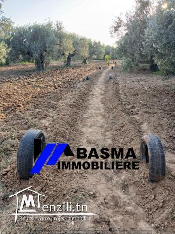 Une Senia à vendre situé à sidi bou ali Prés kiosque agil