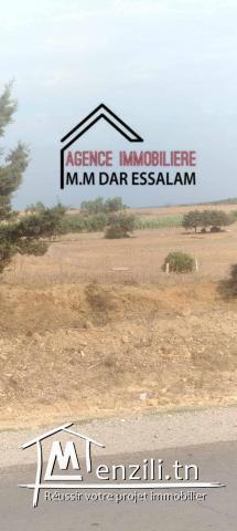 terrain à menzel temime