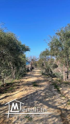 Magnifique terrain vue mer à Kef Abed Bizerte