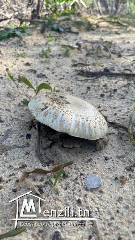 Magnifique terrain vue mer à Kef Abed Bizerte