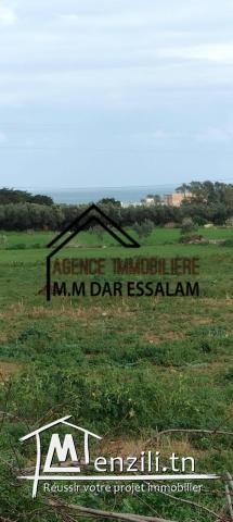 villa avec un grand jardin