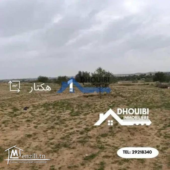 Terrain Agricole a vendre Sbikha kairouan