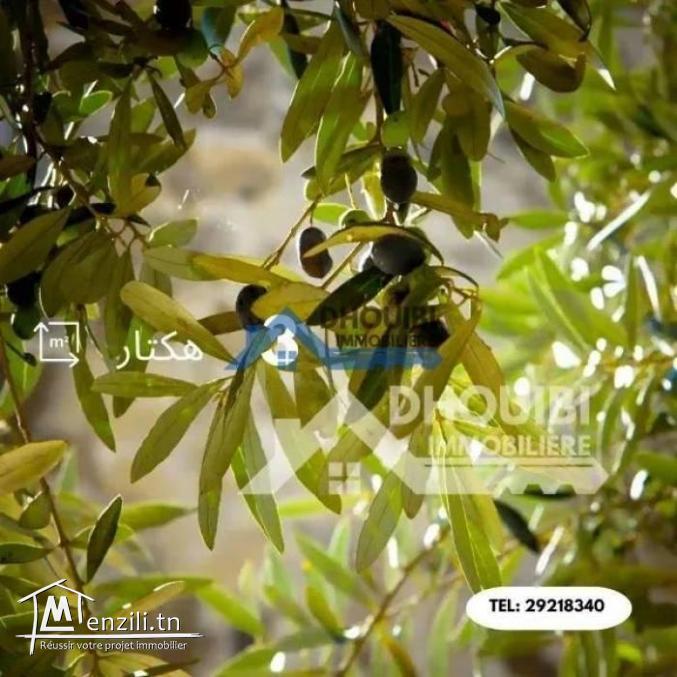 3 hectar Terrain agricole a vendre a Kairouan