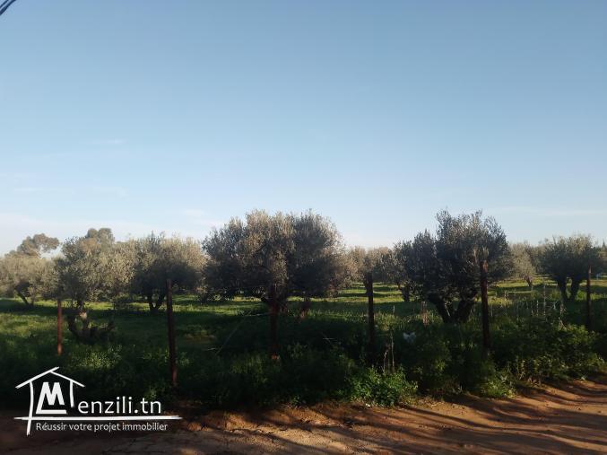 قطعة أرض للبيع