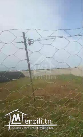 Terrain clôturé de 578 m² à vendre à Hammamet Sud 51355351