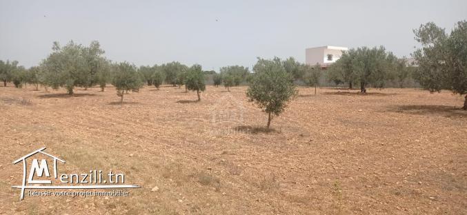 Terrain de 4800 m² à Sidi Mtir à vendre à 270 MD 51355351