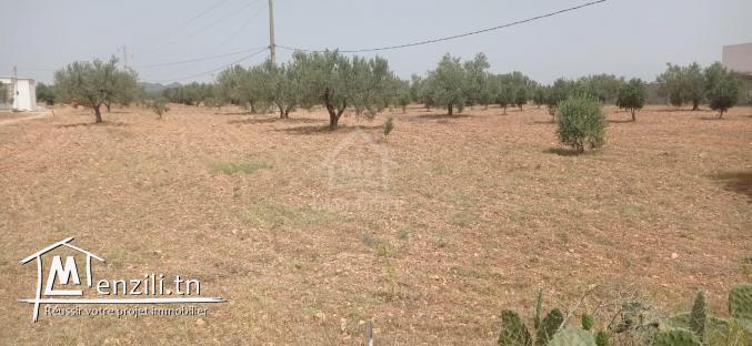 Terrain de 4800 m² à Sidi Mtir à vendre à 270 MD 51355351
