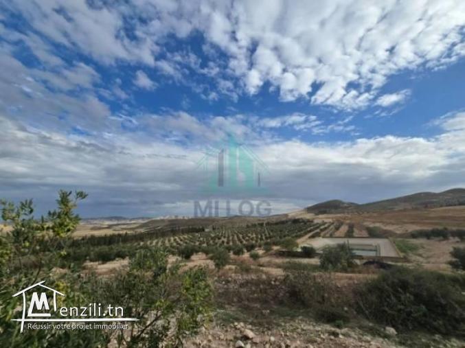 Ferme  de 18 Hectares à Zaghouan