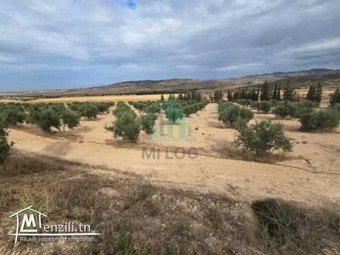 Ferme  de 18 Hectares à Zaghouan