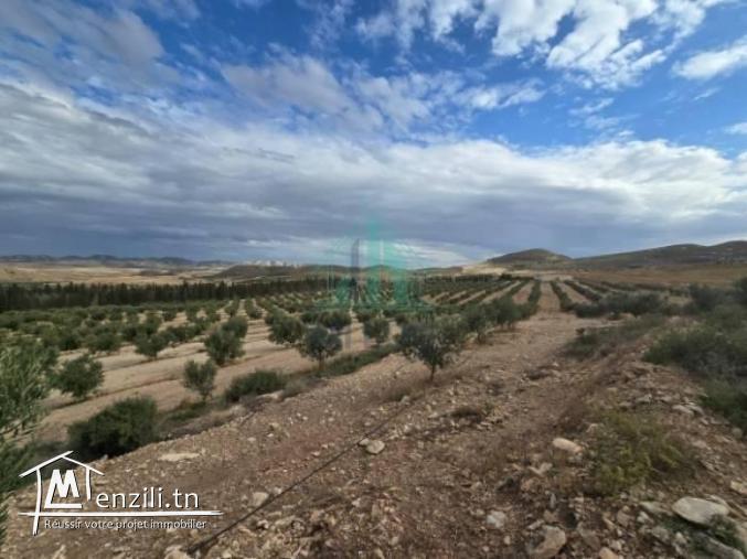 Ferme  de 18 Hectares à Zaghouan