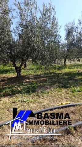 Une ferme de huit hectares à vendre situé à kalaa kbira Henia