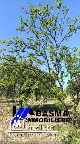 Une ferme de huit hectares à vendre situé à kalaa kbira Henia