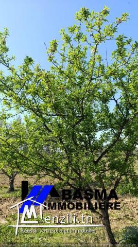 Une ferme de huit hectares à vendre situé à kalaa kbira Henia