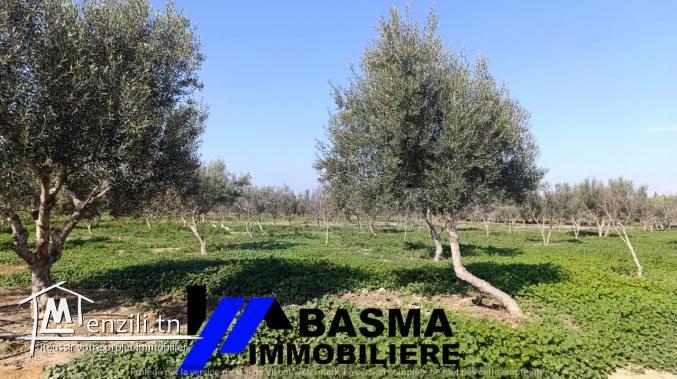 Une ferme de huit hectares à vendre situé à kalaa kbira Henia