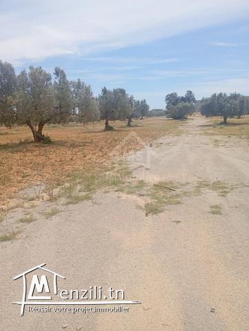 Terrain de 2000 m² à Hammamet Sud à vendre 51355351