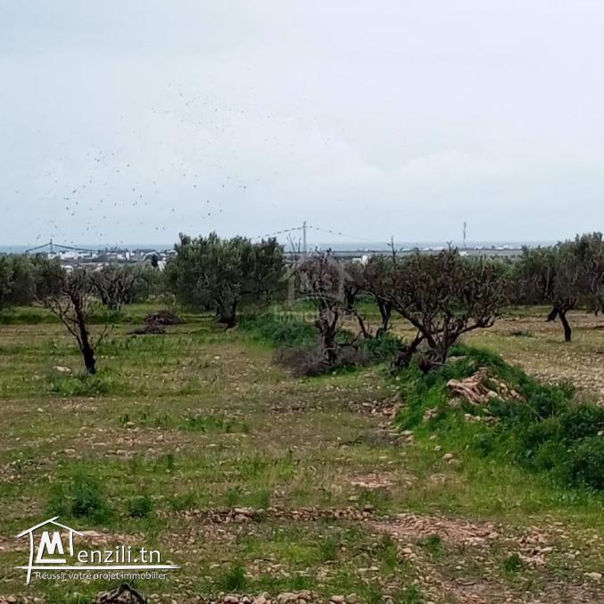 Terrain de 2700 m² à Hammamet Sud à vendre à 200 MD 51355351