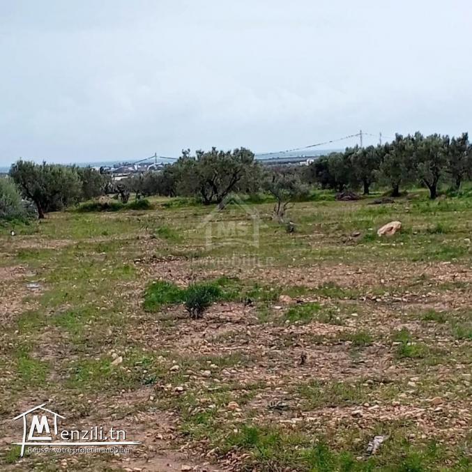 Terrain de 2700 m² à Hammamet Sud à vendre à 200 MD 51355351