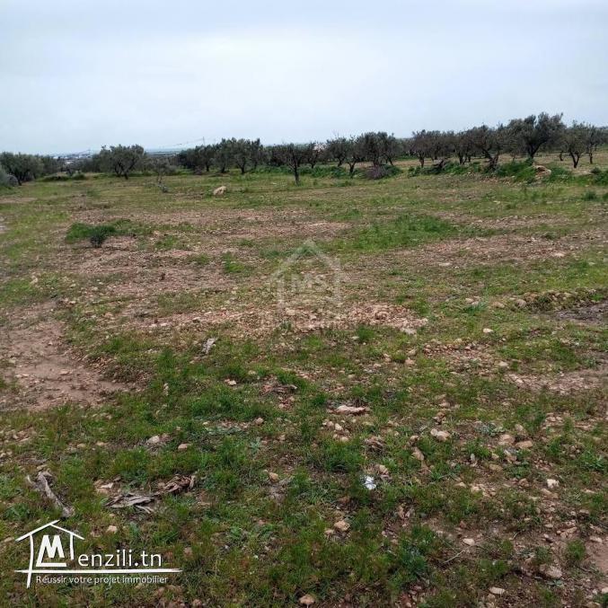 Terrain de 2700 m² à Hammamet Sud à vendre à 200 MD 51355351
