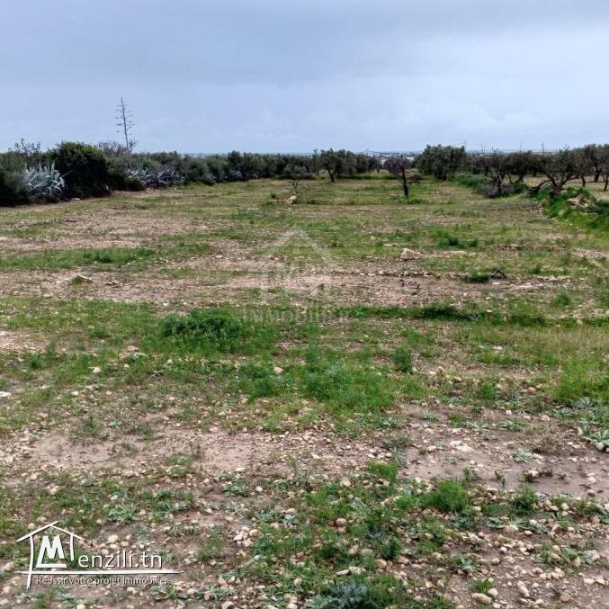 Terrain de 2700 m² à Hammamet Sud à vendre à 200 MD 51355351