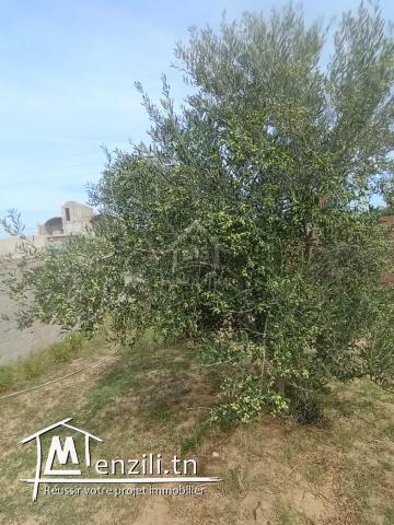 Terrain avec studio à Birbouragba à vendre à 80 MD 51355351