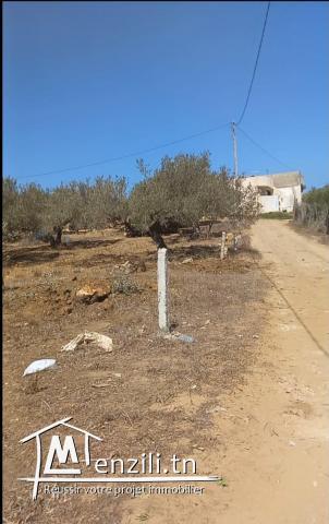 TERRAIN 220 M2 A EZAHRA KELIBIA